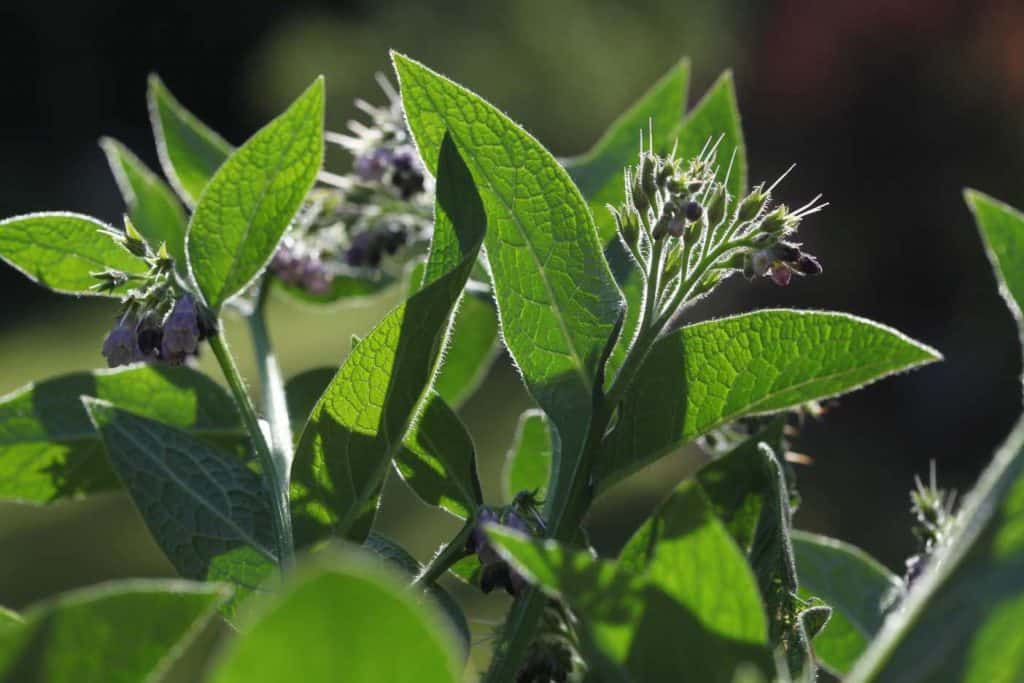 comfrey growing in the sunlight