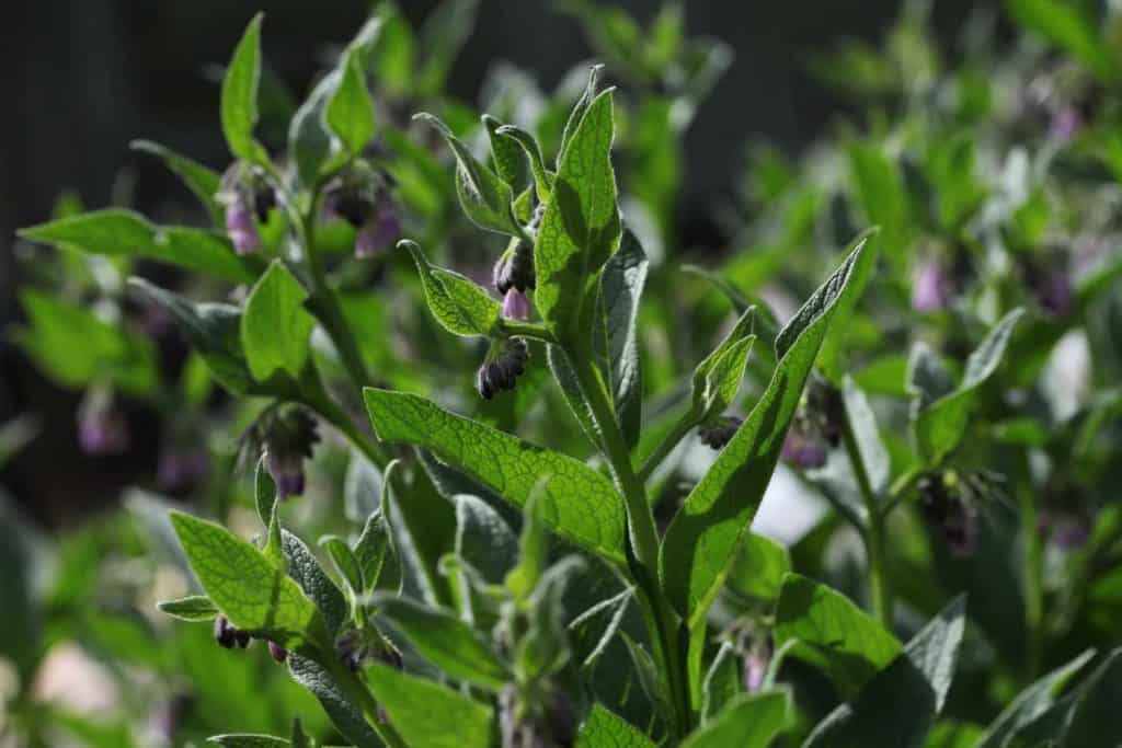 large patch of blooming comfrey growing in the garden