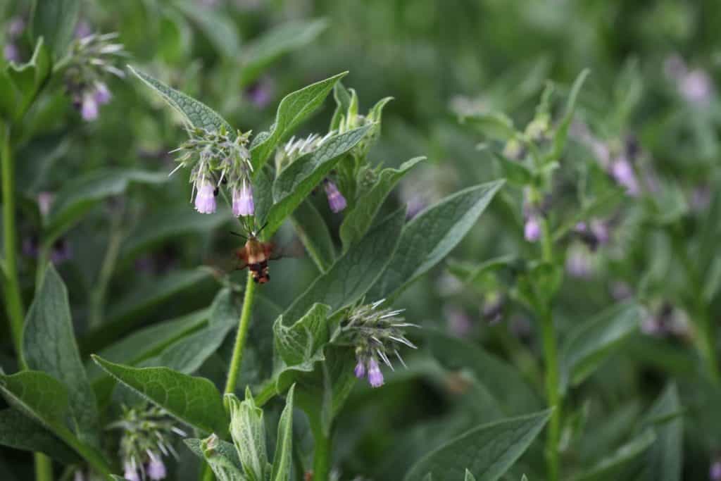 comfrey growing in the garden