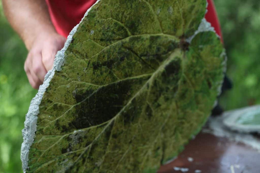 a rhubarb leaf on a concrete stepping stone