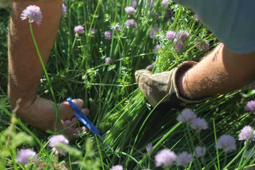 two arms holding and cutting chives in the garden