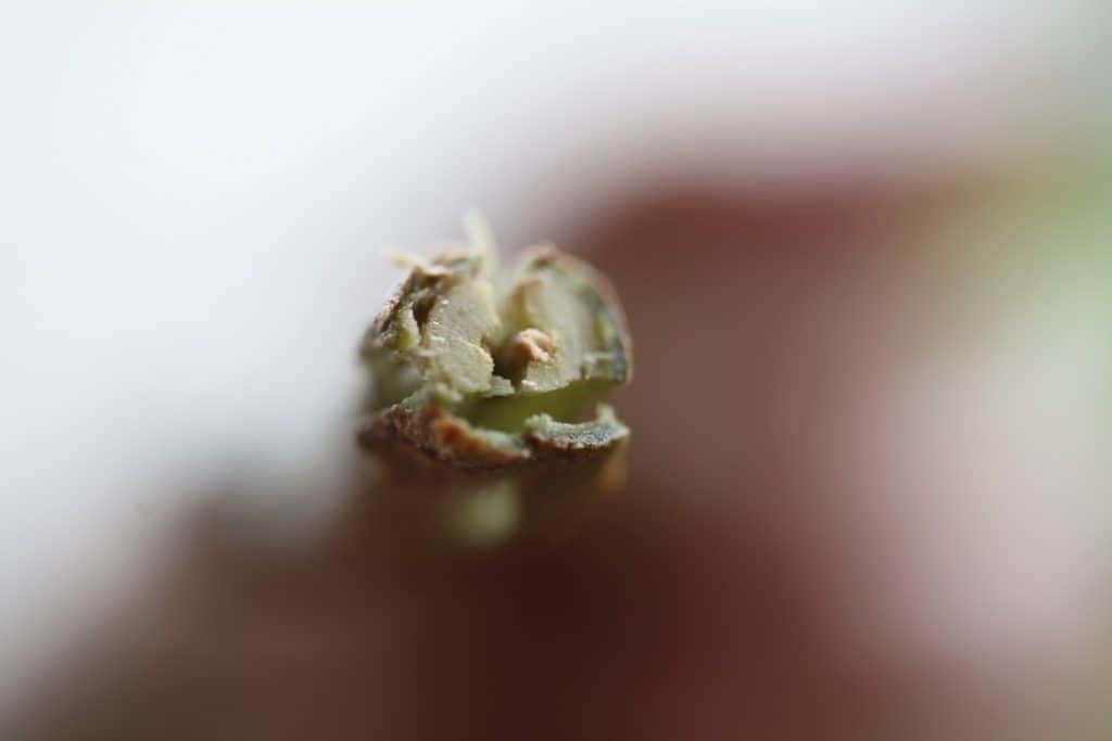 bottom angle of a cut lilac stem