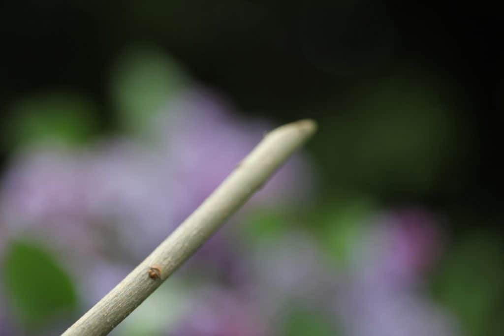 stem cut at a 45 degree angle against a blurred background