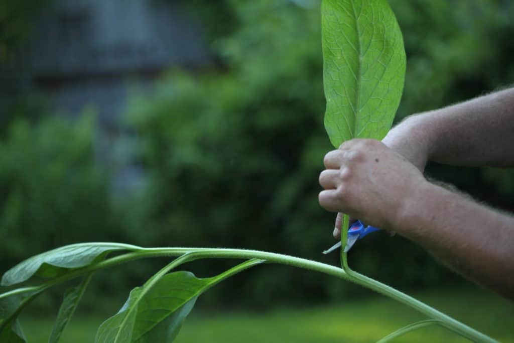 hands cutting a leaf