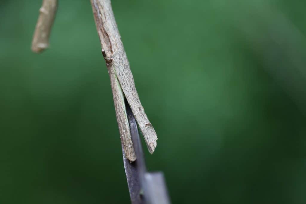 a lilac stem being cut by shears