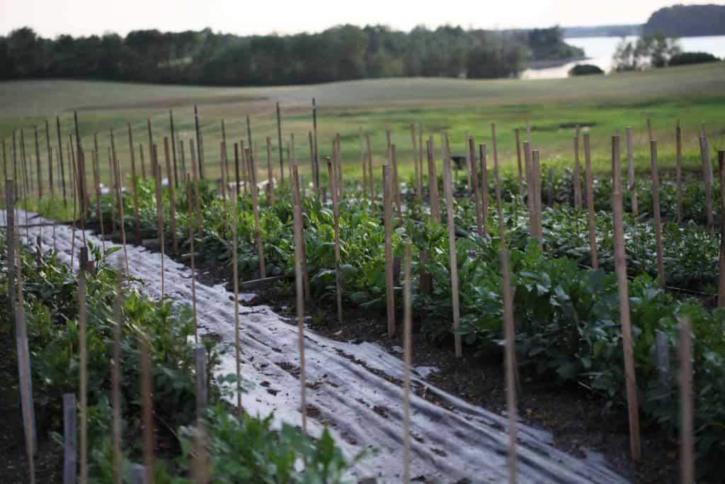 dahlias growing in the garden with wooden support stakes along the outside of each row