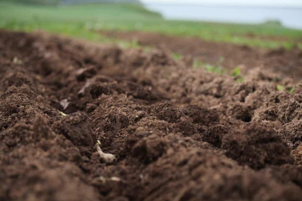 planting dahlia tubers in the garden