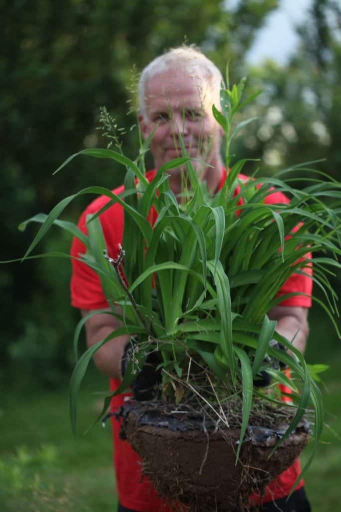 a man in a red shirt holding a daylily clump freshly dug, showing how to transplant daylilies