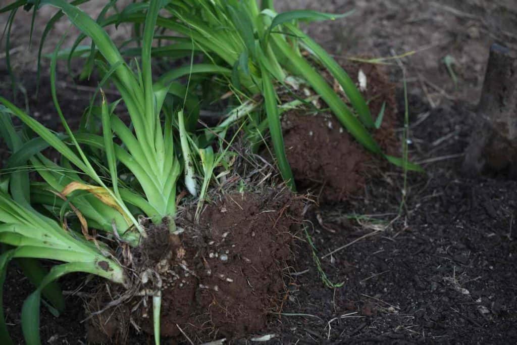 daylily green leaves and roots in brown clumps of soil