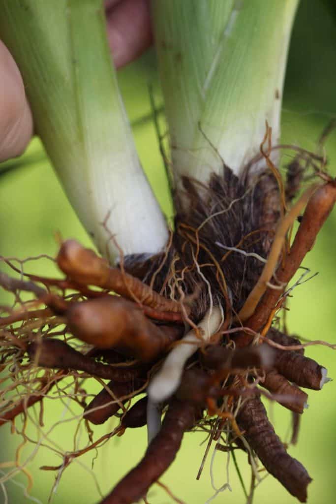 daylily fans and root system being held up in the air