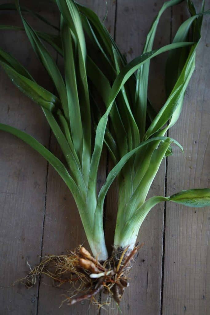 two green daylily fans laying on grey wooden planks of wood