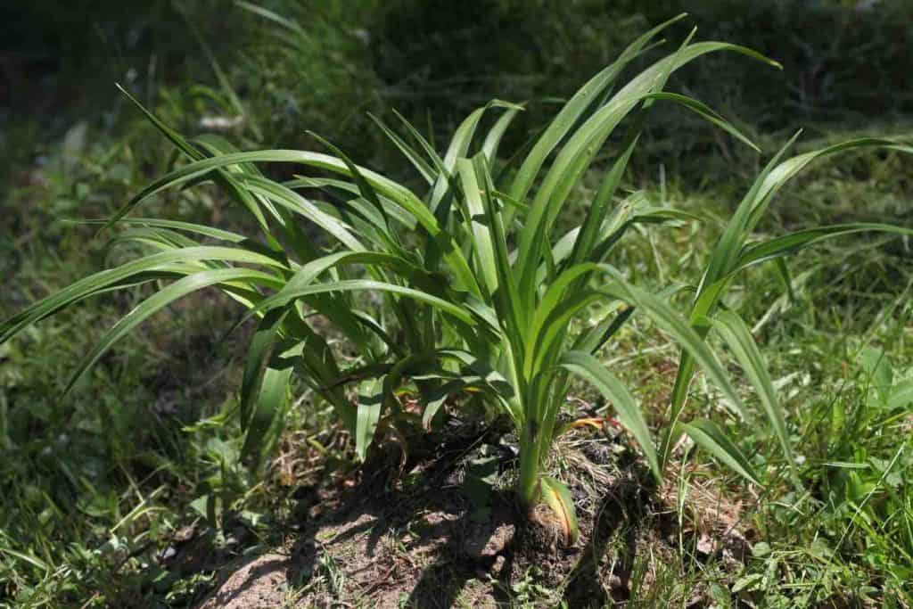 daylily growing on a mound of soil surrounded by grass and weeds