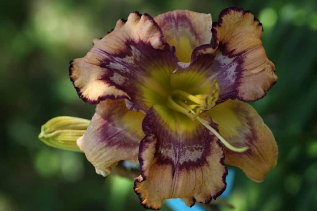 orange daylily with purple complex eye