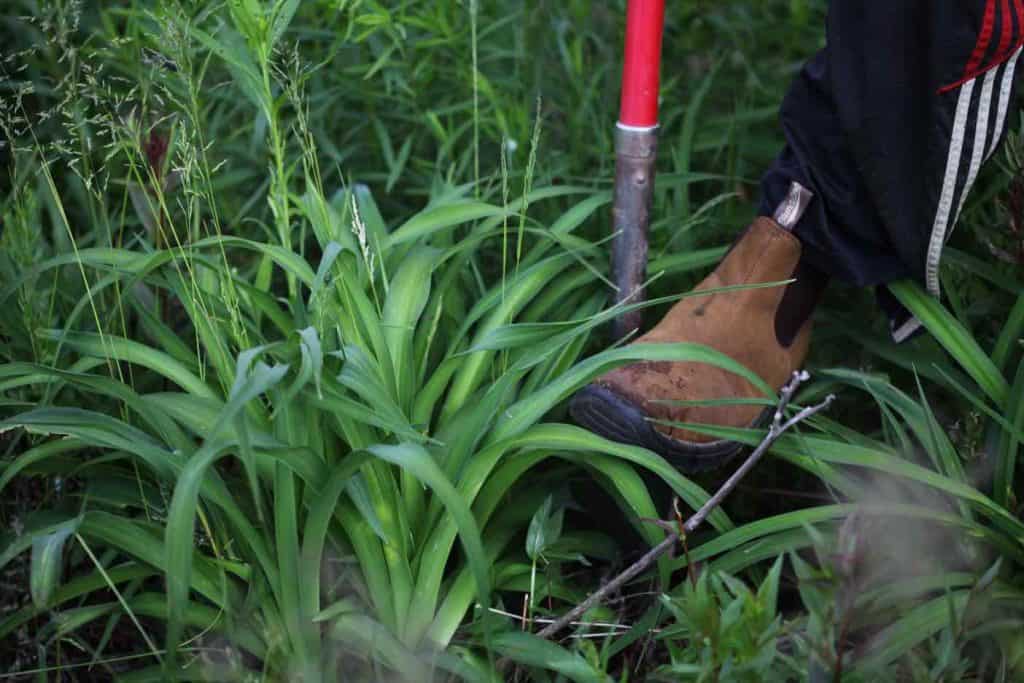 picture of a daylily with a shovel and a boot starting to dig up the plant