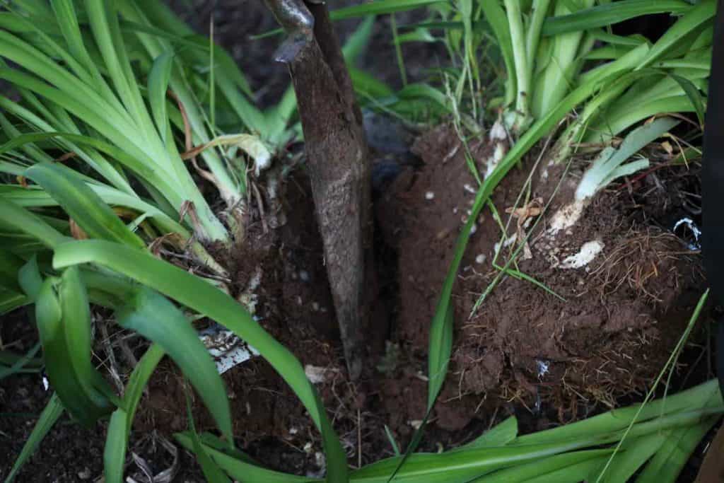 dividing a daylily with a shovel, showing how to divide and transplant daylilies