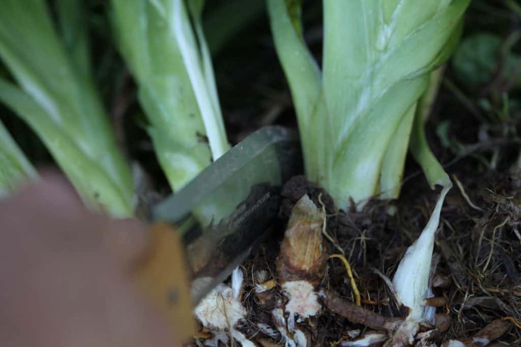 dividing daylily fans with a metal knife with a wooden handle