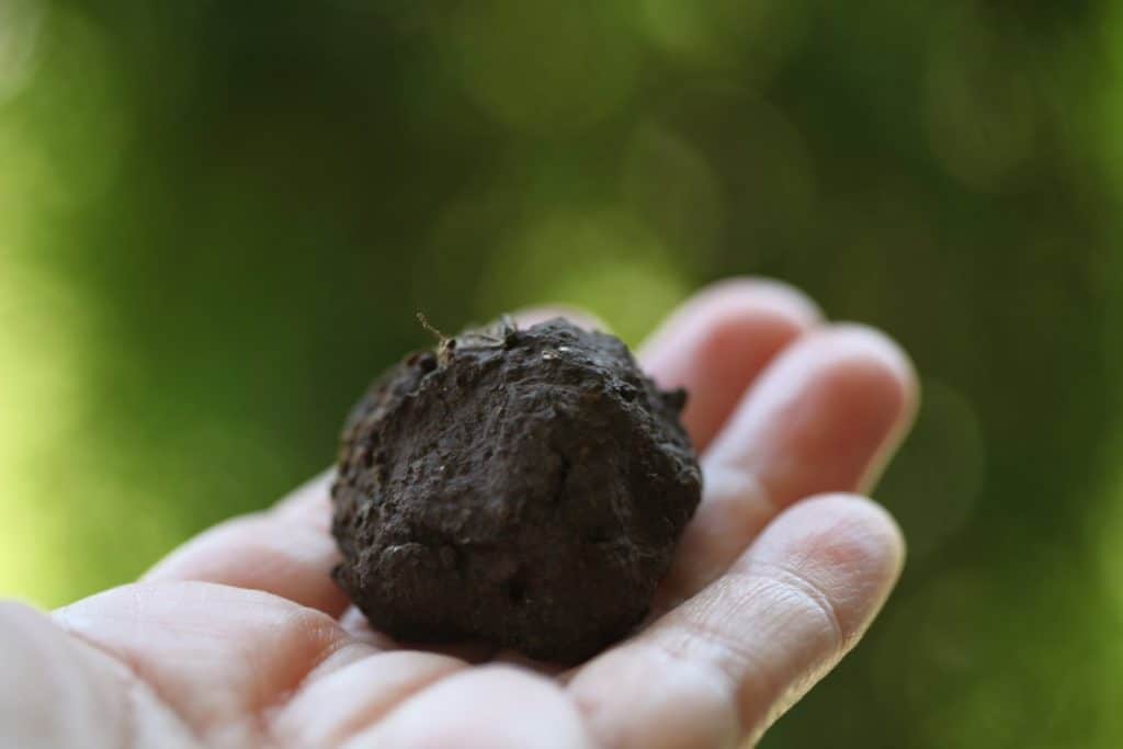 hand holding a brown dried seed ball against a green blurred background