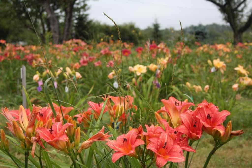 field of colourful daylilies