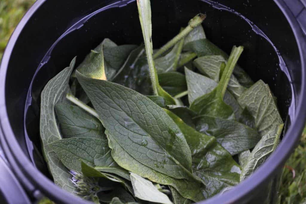 a black bucket full of comfrey leaves