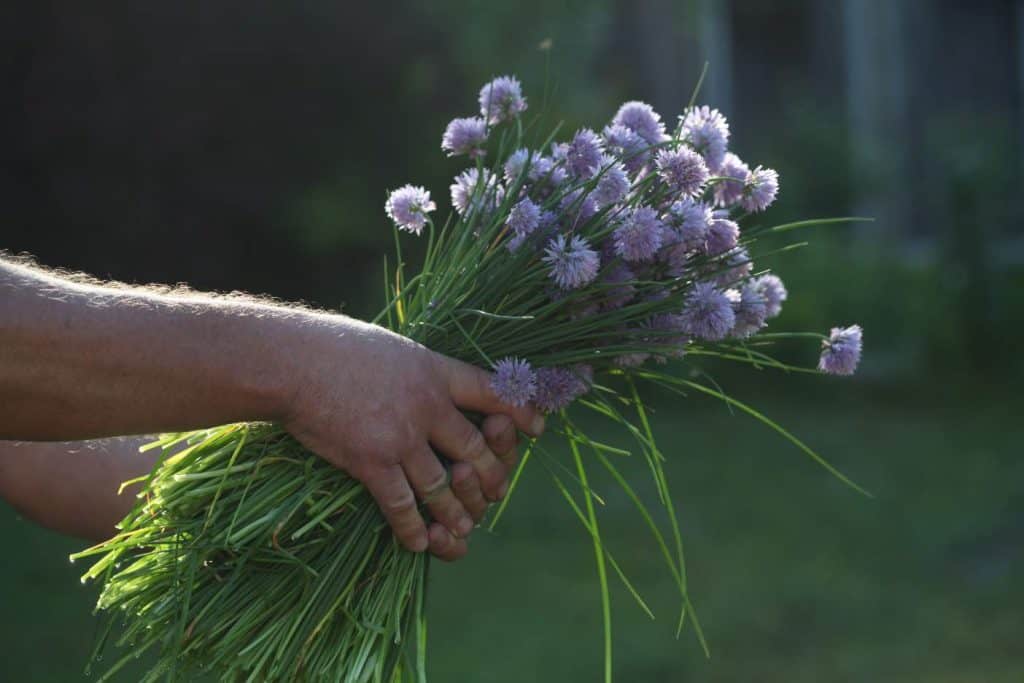 hands holding a bouquet of chives out, reflecting sunshine