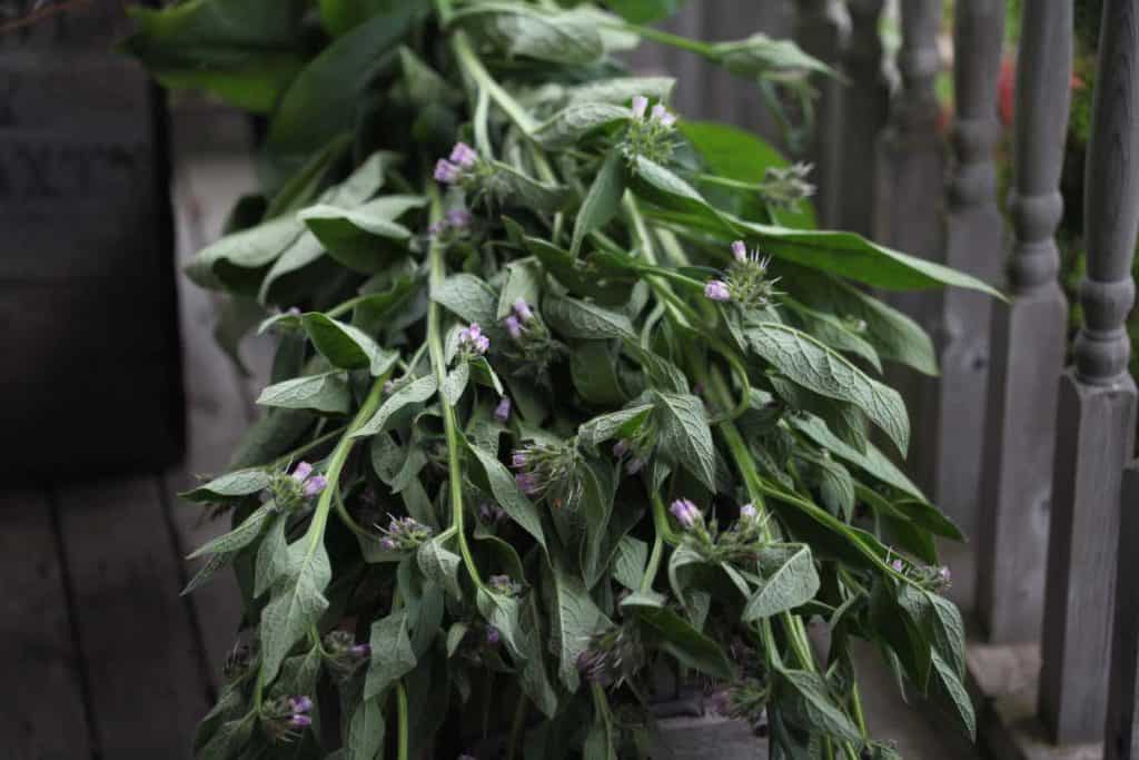 comfrey on a wooden box