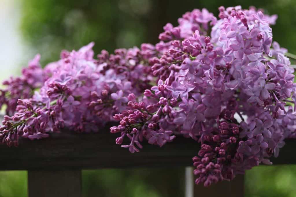 a lilac bloom with green blurred background
