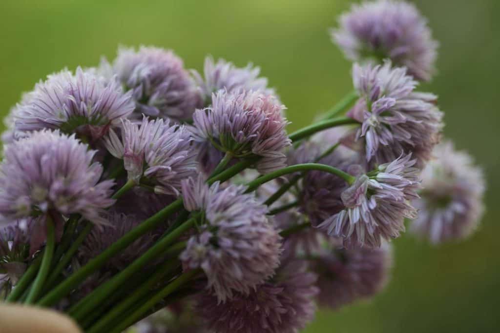 mauve coloured chive bouquet against a green blurred background