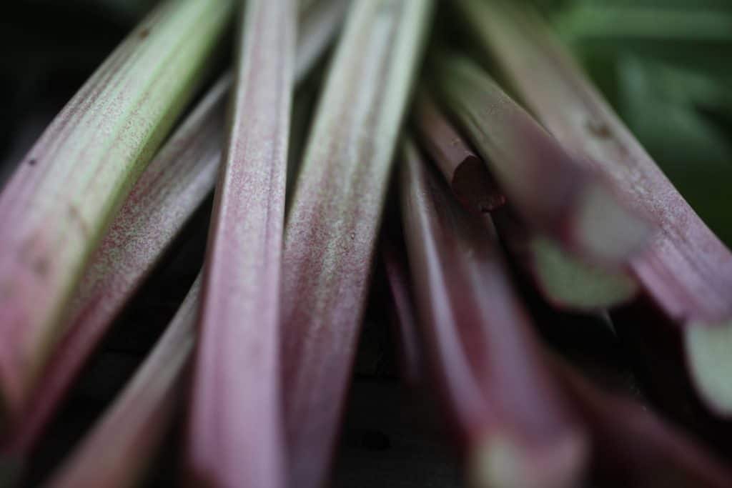 pink and green rhubarb stalks