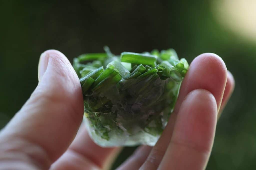 hand holding frozen chives in an ice cube