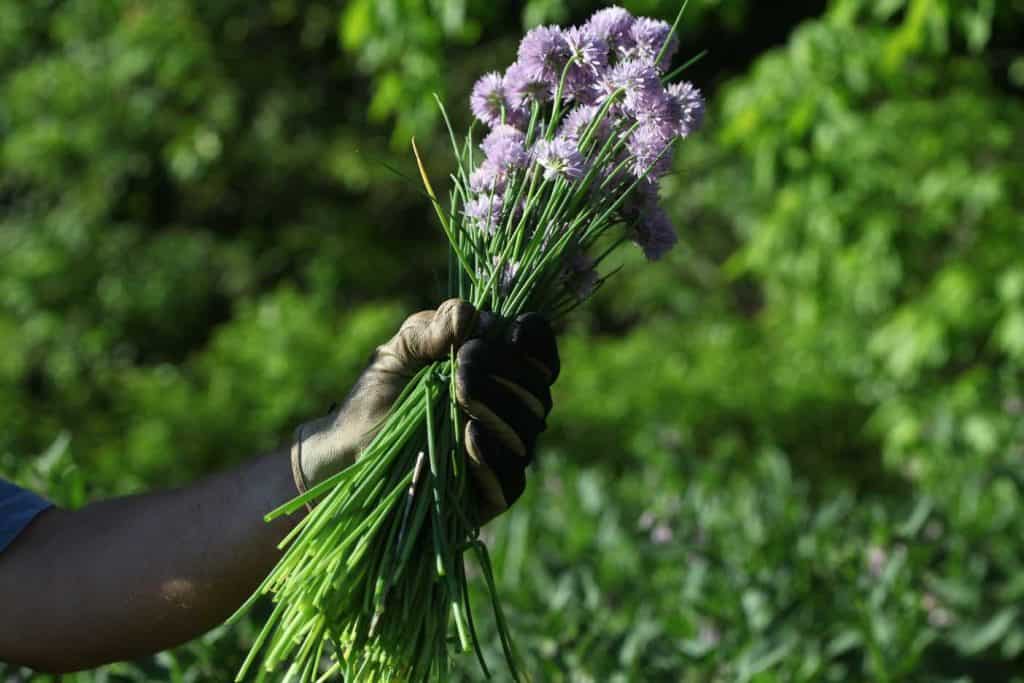 a gloved hand holding freshly harvested chives, showing how to use fresh chives from the garden