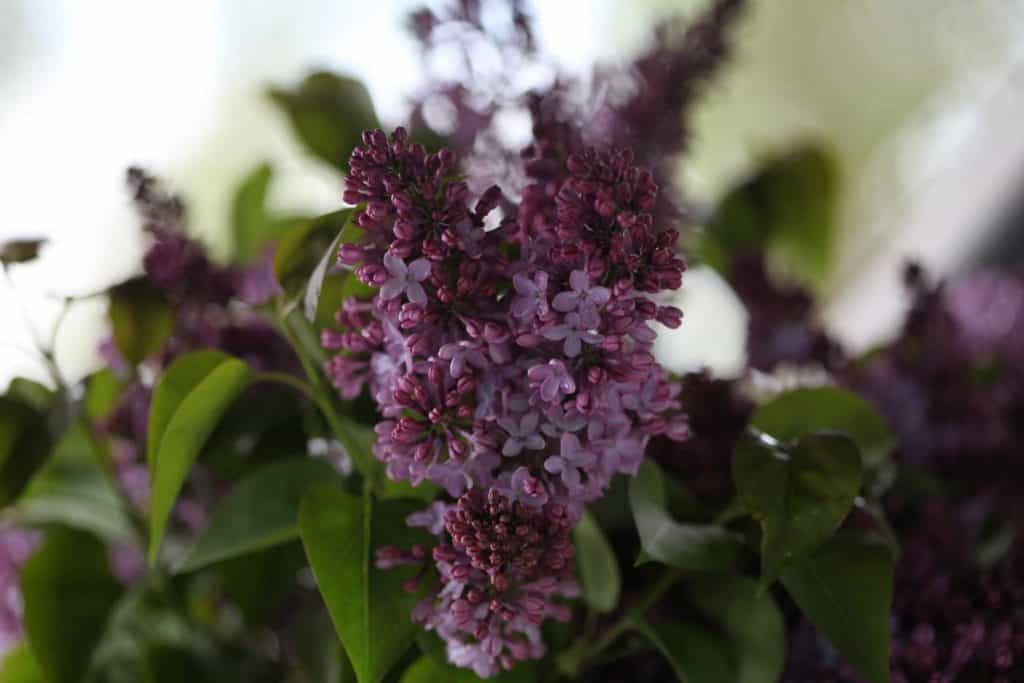 lilac flowers growing on a bush