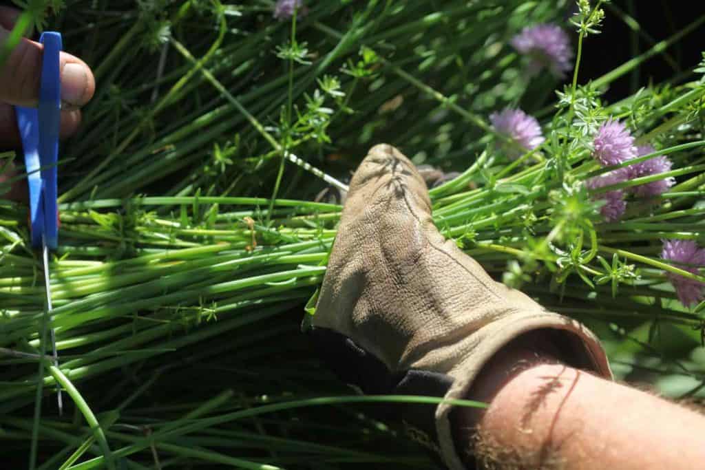 harvesting chives in the garden