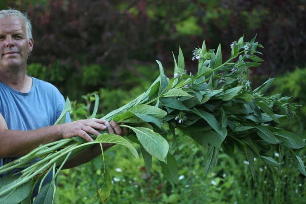 a man holding fresh harvested comfrey in the garden