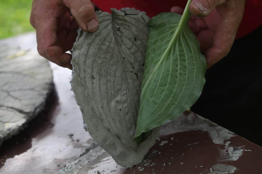 concrete stepping stone leaf mold being removed from the concrete