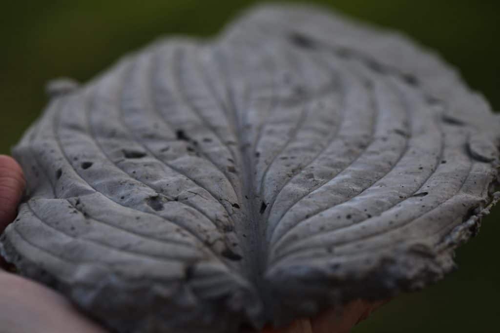 concrete stepping stone with a hosta leaf imprint