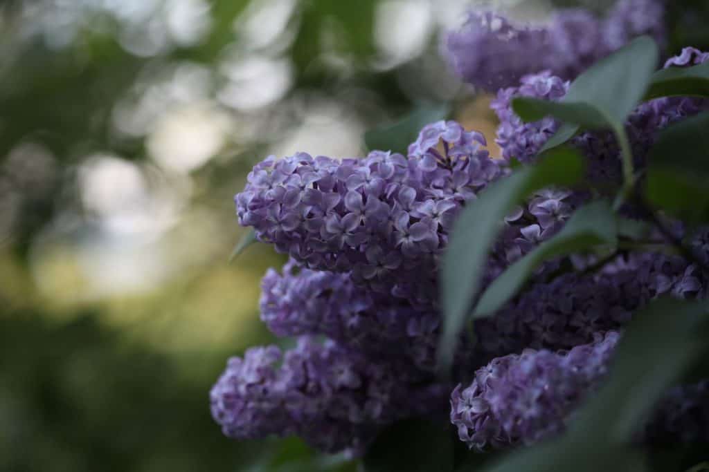 purple lilacs on a lilac bush with a blurred background