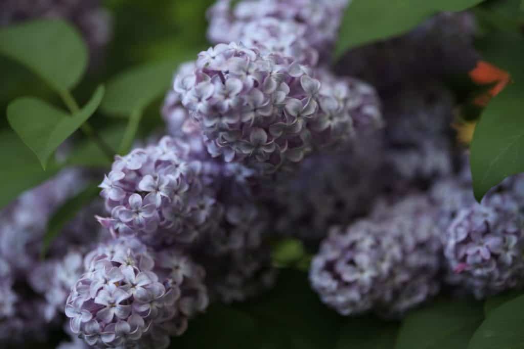 purple lilacs growing on a bush to demonstrate how to keep lilacs from wilting