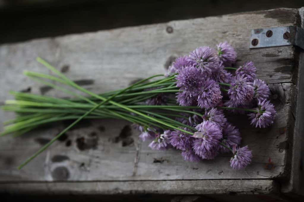 freshly harvested chives placed on a grey wooden box, showing how to use fresh chives from the garden