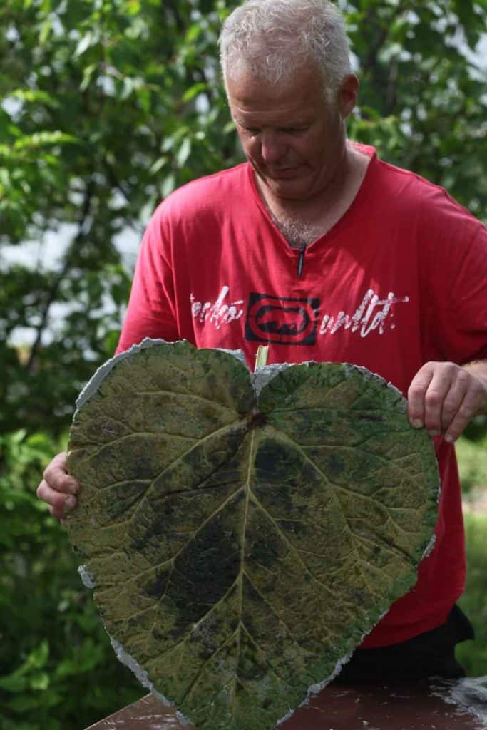 a man holding a leaf with a concrete stepping stone behind the leaf