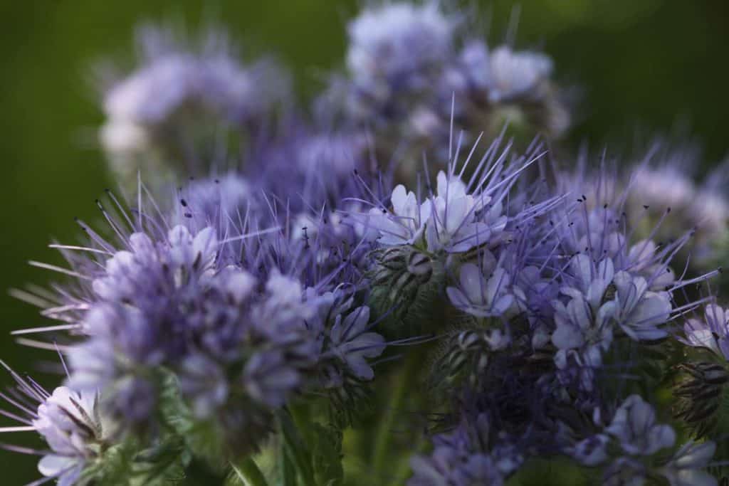 purple bouquet of phacelia blooms