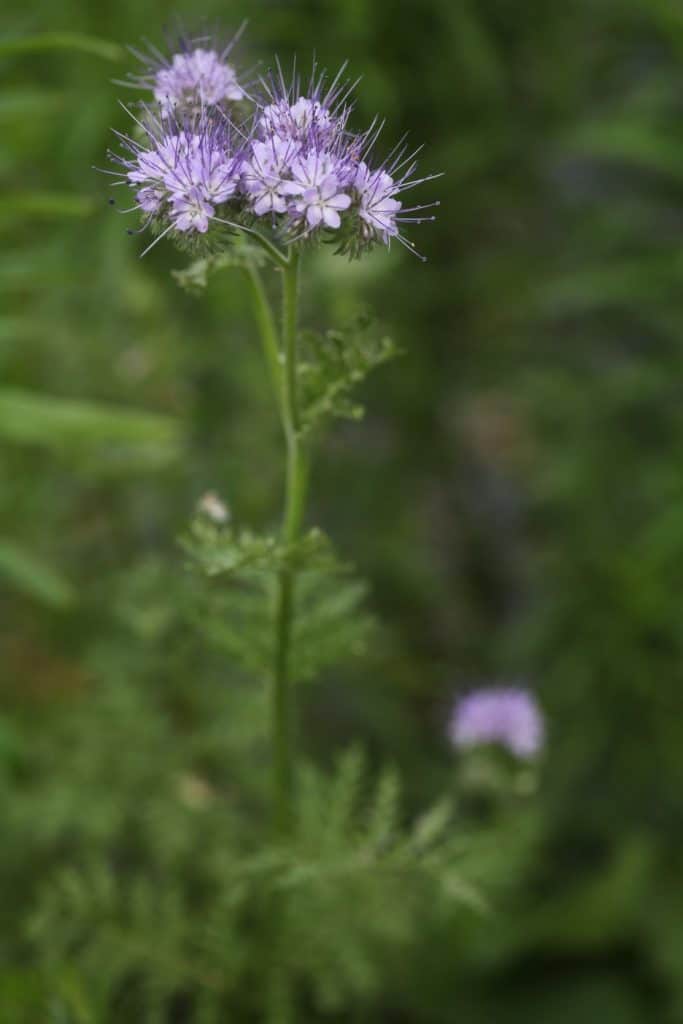 purple spiked blooms against a green blurred background