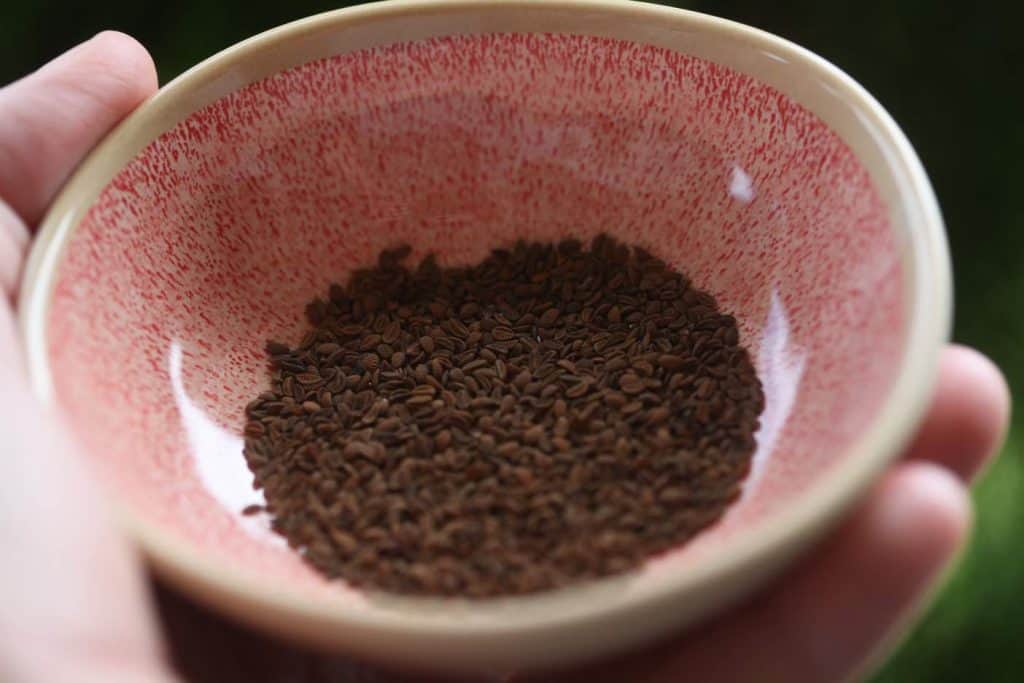 a hand holding a pink bowl containing phacelia seeds