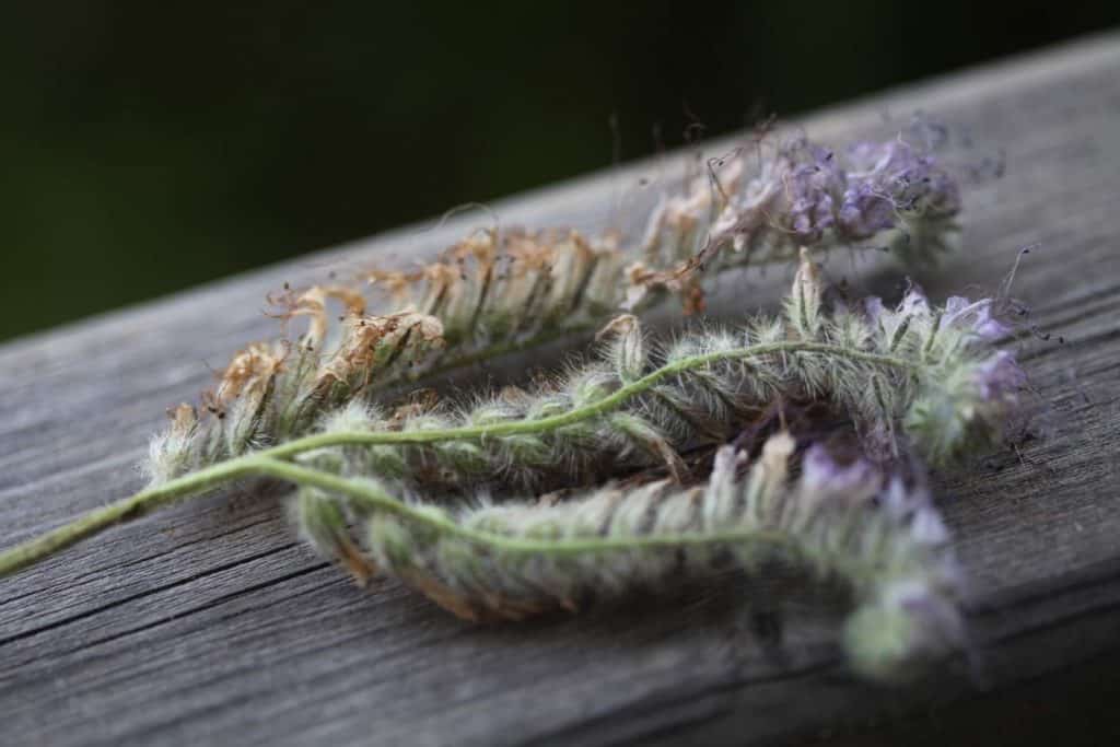 a closeup of phacelia spent blooms on a grey wooden rail