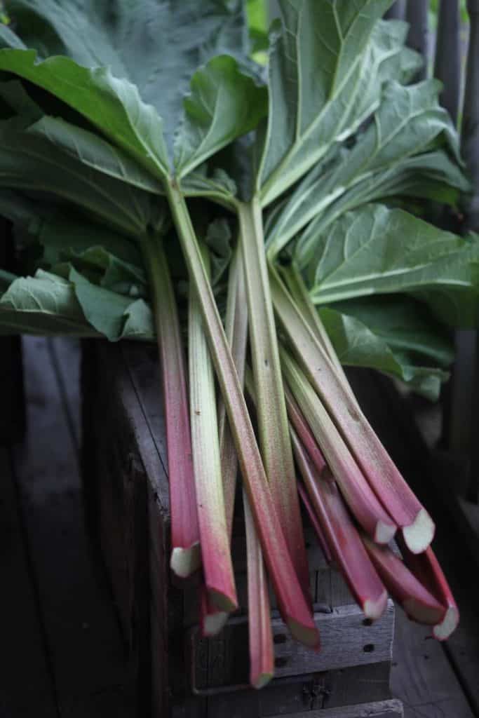 large rhubarb stalks from a sunny patch of rhubarb