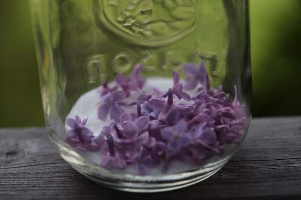 layer the lilacs and sugar, showing how to make lilac sugar