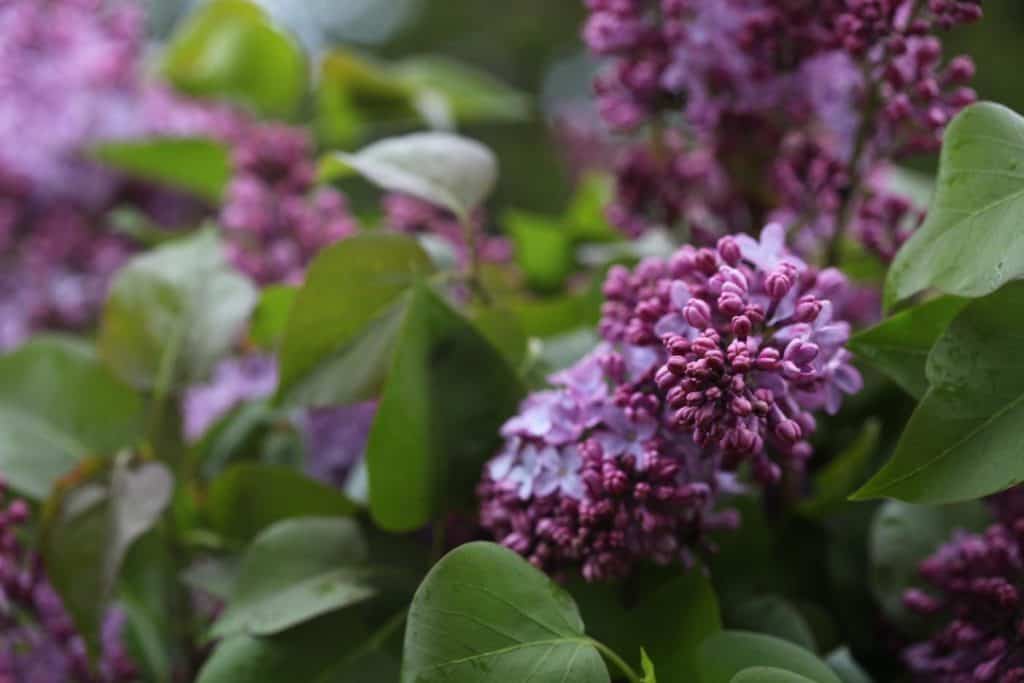 purple lilac blooms on a bush