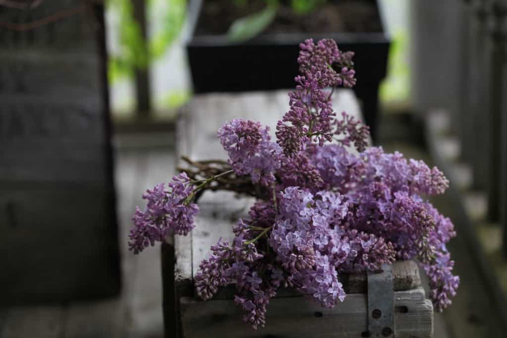 fresh purple lilac blooms on a grey wooden box