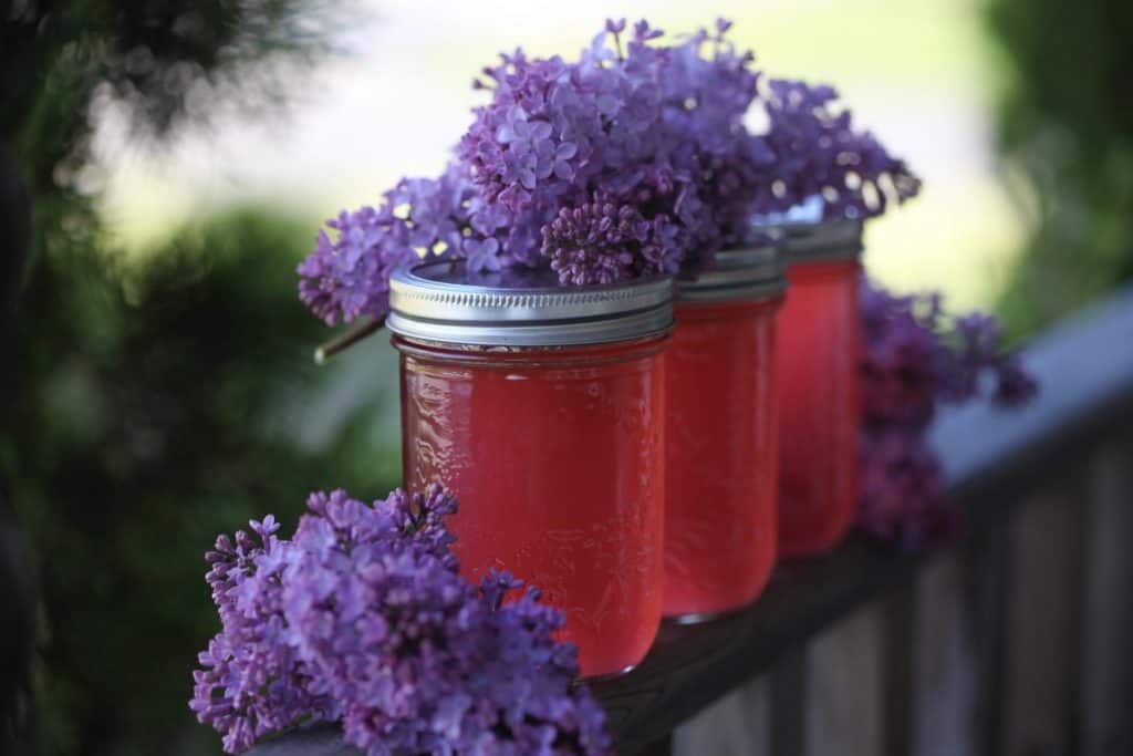 three mason jars filled with pink lilac jelly, with lilac blooms surrounding the jars