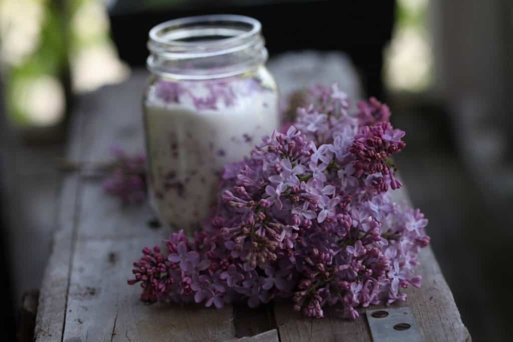 a mason jar of lilac sugar