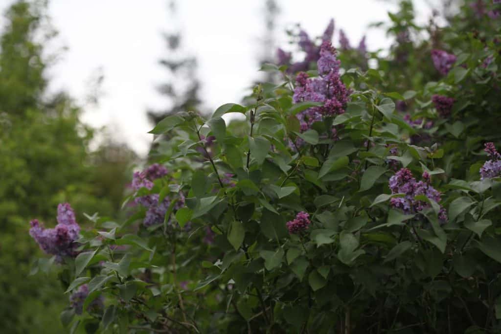 lilac bush